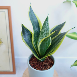 サンセベリア　陶器鉢　ベラボン仕立て　観葉植物　室内　育てやすさ◎ 植木鉢　受皿付き 3枚目の画像