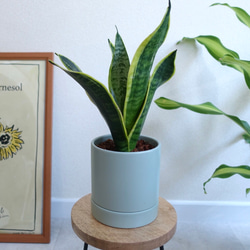 ツヤツヤの美しい葉♡ベンジャミン レジナルド 希少 観葉植物 室内