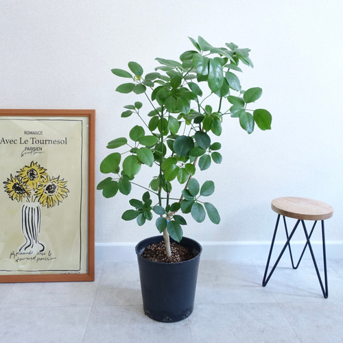 ⑰　シェフレラ　マルコ　8号曲がり仕立て　希少品種 ① シェフレラ マルコ 8号 曲がり仕立て 希少品種 希少 シェフレラ