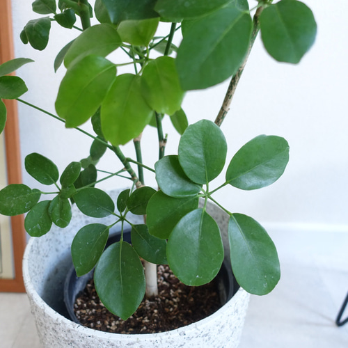 希少 シェフレラ マルコ 丸い葉っぱ レア品種 観葉植物