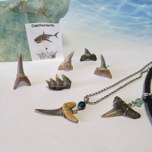 化石標本◇サメの歯×アクアマリン／Choker necklace／本革紐