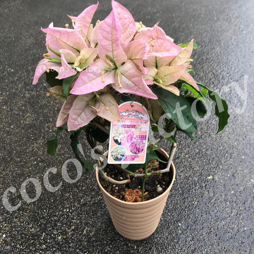 ブーゲンビリア3色植え ブーゲンビリアの育て方｜挿し木や剪定、冬越しのコツを解説