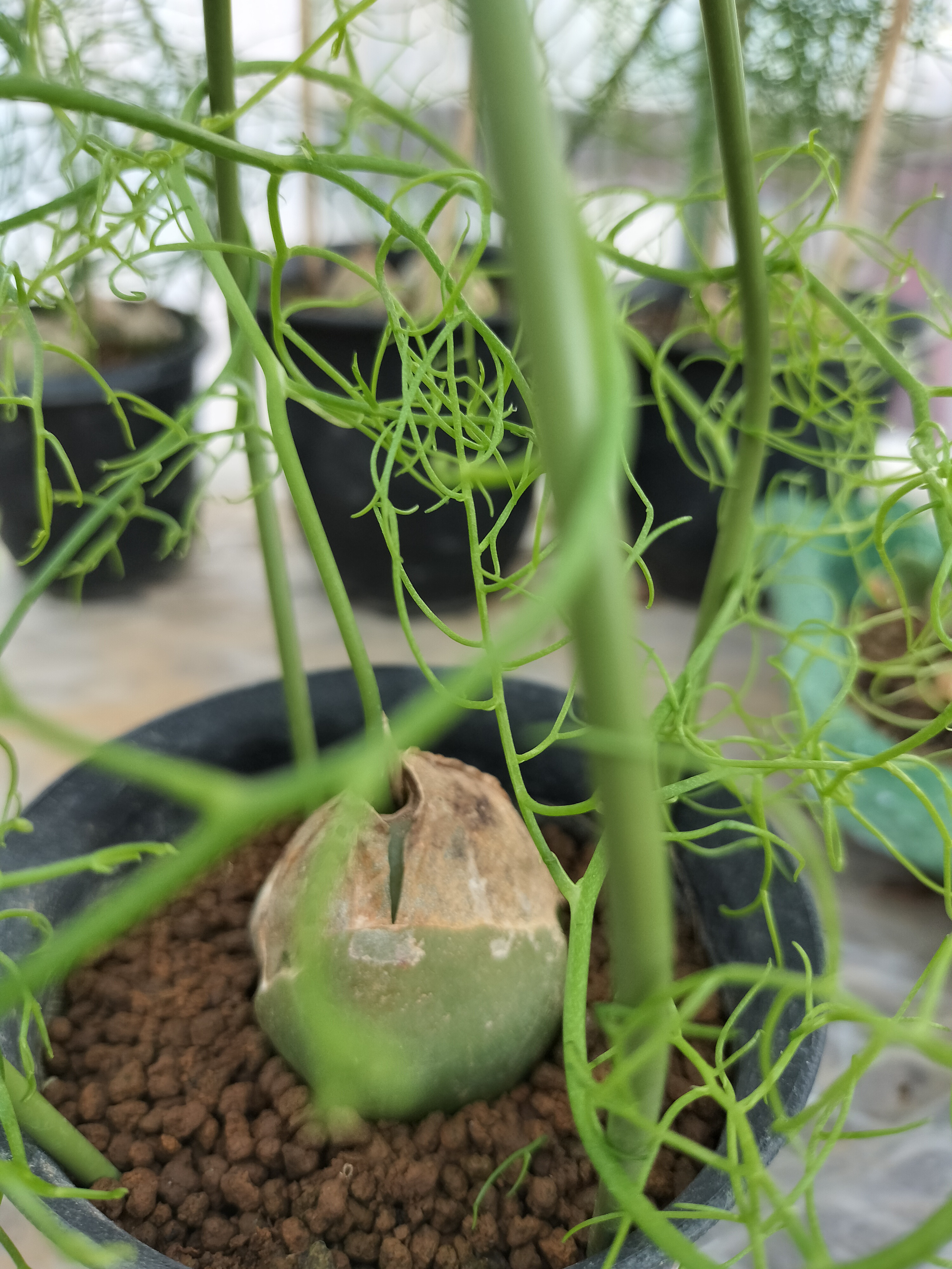 8-1 多肉植物 大蒼角殿 ヒスイ色の球体 魅力的 クライミング