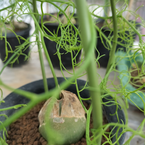 8-1 多肉植物 大蒼角殿 ヒスイ色の球体 魅力的 クライミング・オニオン