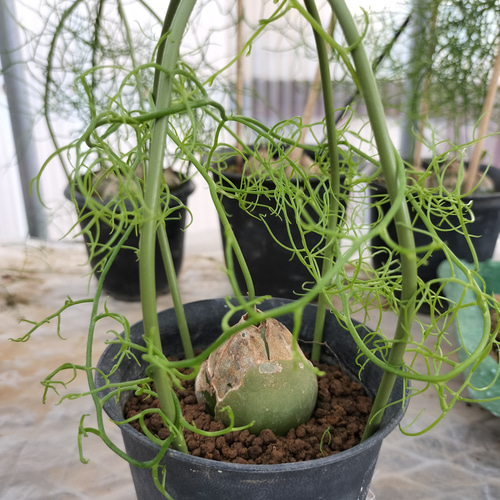 【植物引退】大蒼角殿 植物引退】大蒼角殿 - メルカリ