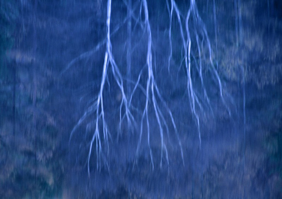 幽玄な池畔の木立 1枚目の画像