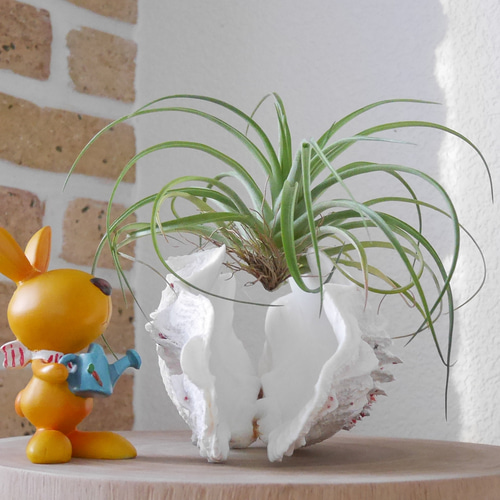 激美！ 宮古島産 天然 シャコ貝 2枚1組 A級品 素材販売 花器 貝殻