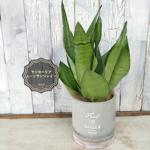 B-13 超稀少 サンスベリア スノーホワイト 斑入り ベアルート