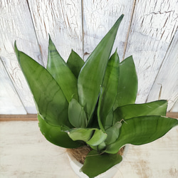 サンスベリア ムーンサンシャイン　観葉植物 6枚目の画像