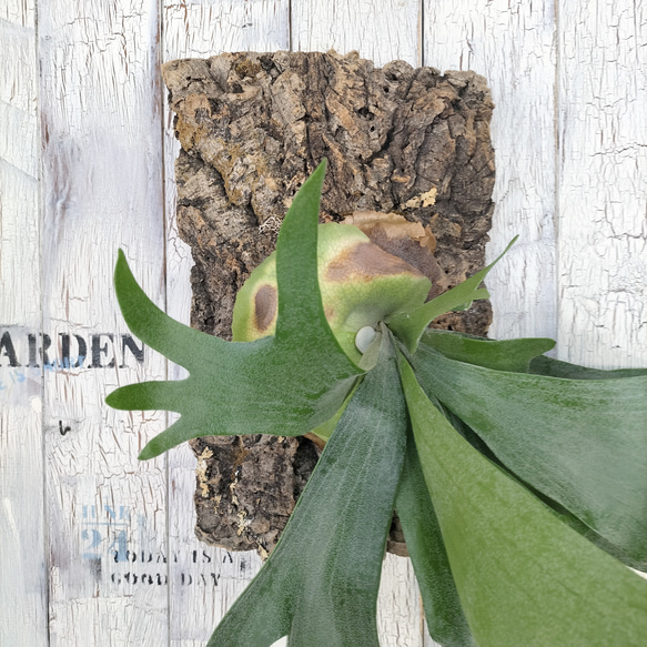ビカクシダ ビーチィー コルク壁掛け　観葉植物 3枚目の画像