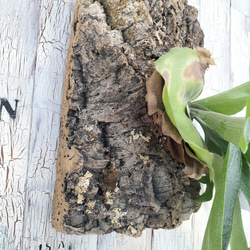 ビカクシダ ビーチィー コルク壁掛け　観葉植物 5枚目の画像