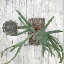ビカクシダ ビーチィー コルク壁掛け　観葉植物 1枚目の画像