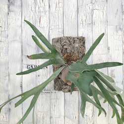 ビカクシダ ビーチィー コルク壁掛け　観葉植物 2枚目の画像