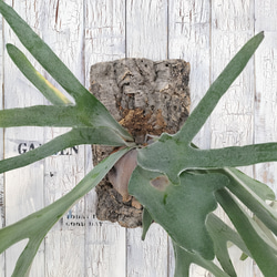 ビカクシダ ビーチィー コルク壁掛け　観葉植物 3枚目の画像