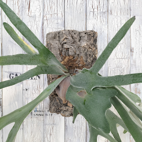 ビカクシダ ビーチィー コルク壁掛け 観葉植物 その他インテリア