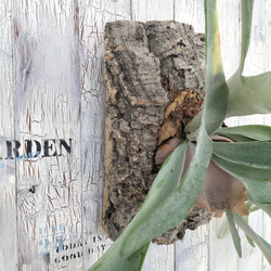 ビカクシダ ビーチィー コルク壁掛け　観葉植物 6枚目の画像
