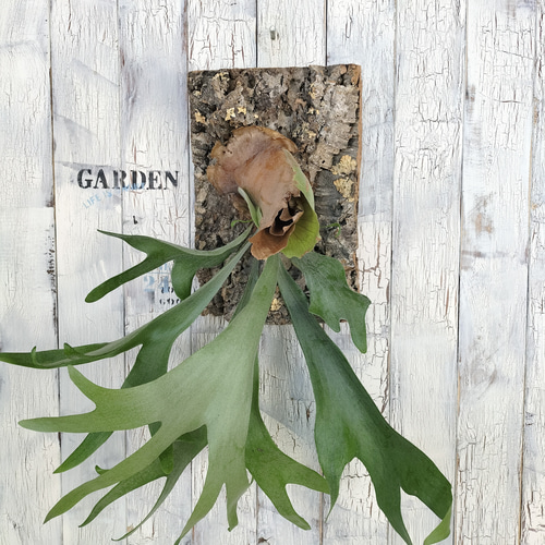 ビカクシダ アルシコルネ コルク壁掛け 観葉植物 その他インテリア雑貨