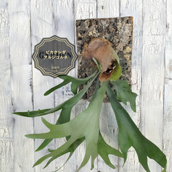 ビカクシダ アルシコルネ コルク壁掛け　観葉植物 1枚目の画像