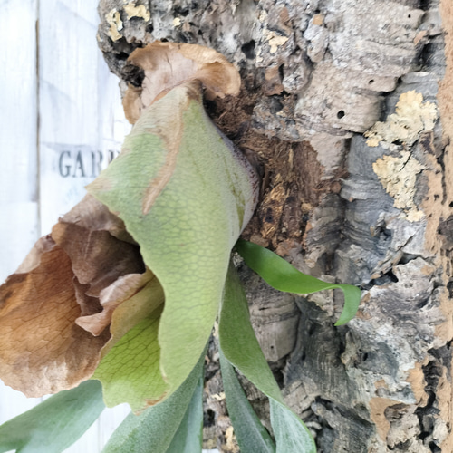 ビカクシダ アルシコルネ コルク壁掛け　観葉植物