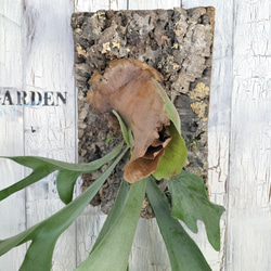 ビカクシダ アルシコルネ コルク壁掛け　観葉植物 3枚目の画像