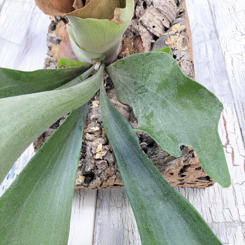 ビカクシダ アルシコルネ コルク壁掛け　観葉植物