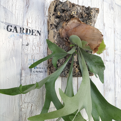 ビカクシダ アルシコルネ コルク壁掛け 観葉植物 その他インテリア雑貨