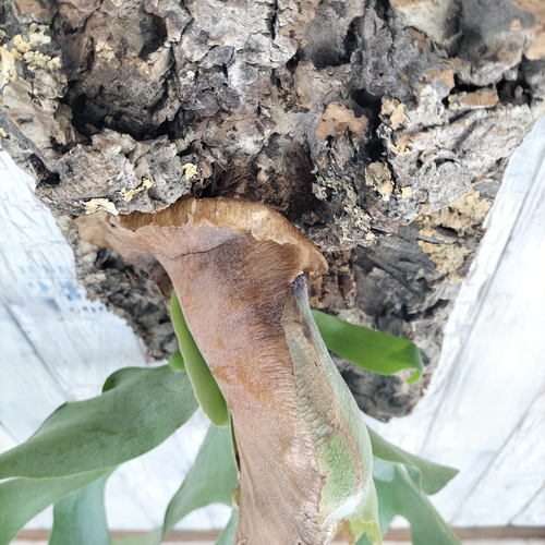 ビカクシダ アルシコルネ コルク壁掛け 観葉植物 その他