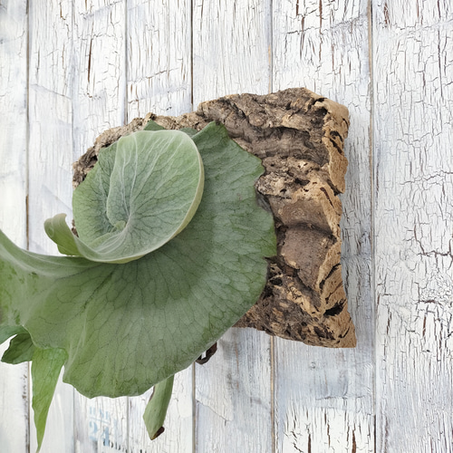 ビカクシダ スーパーバム コルク壁掛け　観葉植物