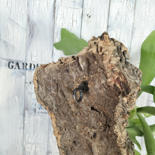 ビカクシダ ネザーランド コルク壁掛け 観葉植物 その他 ビカクシダ ネザーランド コルク壁掛け 観葉植物 その他