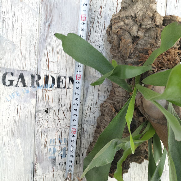 ビカクシダ ネザーランド コルク壁掛け　観葉植物 ビカクシダ