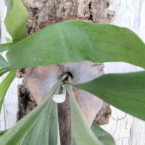 ビカクシダ ネザーランド コルク壁掛け　観葉植物 ビカクシダ