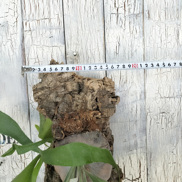 ビカクシダ ネザーランド コルク壁掛け　観葉植物 ビカクシダ