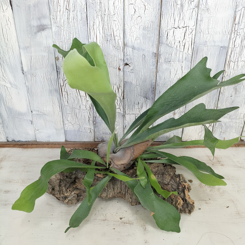 ビカクシダ ネザーランド コルク壁掛け 観葉植物 その他 ビカクシダ ネザーランド コルク壁掛け 観葉植物 その他