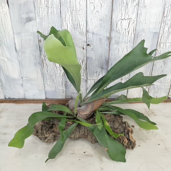 ビカクシダ ネザーランド コルク壁掛け　観葉植物 ビカクシダ