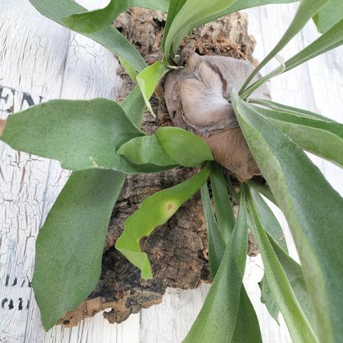 ビカクシダ ネザーランド　コルク付け　3年物✨ ビカクシダ ネザーランド コルク壁掛け 観葉植物 その他