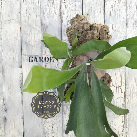 ビカクシダ ネザーランド コルク壁掛け　観葉植物 1枚目の画像