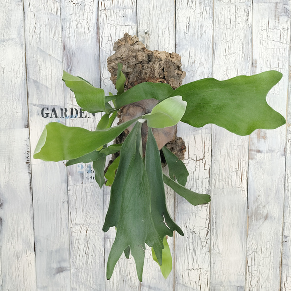 ビカクシダ ネザーランド コルク壁掛け　観葉植物 ビカクシダ