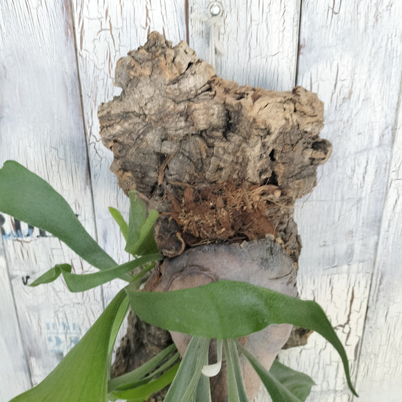 ビカクシダ ネザーランド コルク壁掛け　観葉植物 ビカクシダ