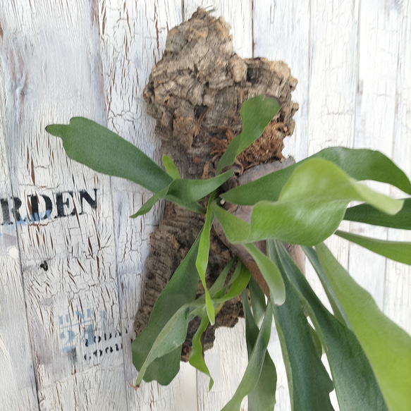 ビカクシダ ネザーランド コルク壁掛け　観葉植物 ビカクシダ