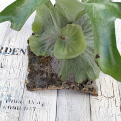 ビカクシダ スーパーバム コルク壁掛け　観葉植物 3枚目の画像