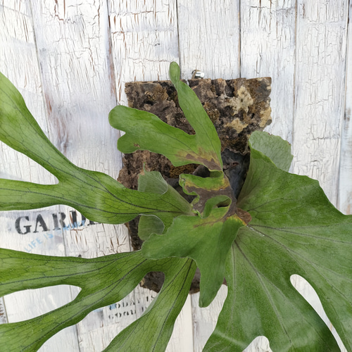 ビカクシダ スーパーバム コルク壁掛け 観葉植物 その他インテリア雑貨