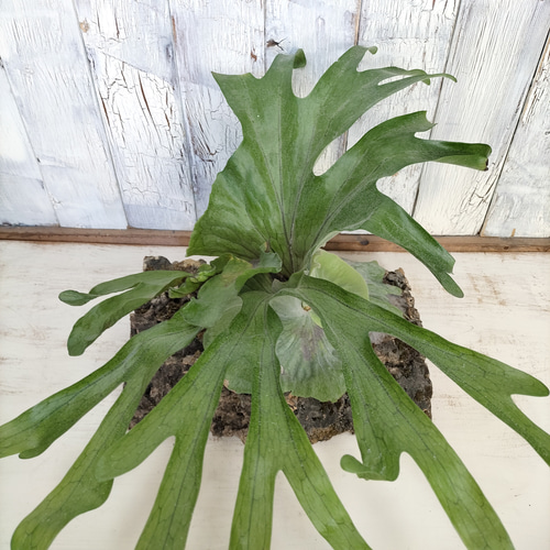 ビカクシダ スーパーバム コルク壁掛け 観葉植物 その他インテリア雑貨 陽華園 通販｜Creema(クリーマ) 16376038