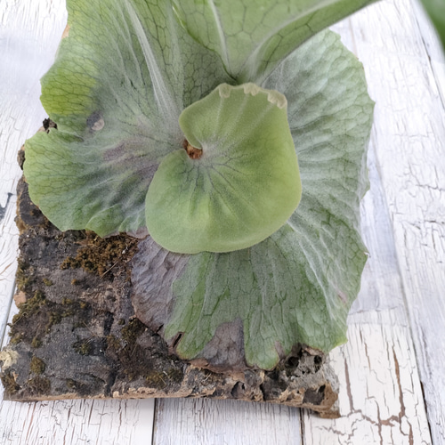 ビカクシダ スーパーバム コルク壁掛け 観葉植物 その他インテリア雑貨