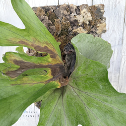 ビカクシダ スーパーバム コルク壁掛け　観葉植物 7枚目の画像