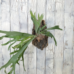 ビカクシダ ビィーチー コルク壁掛け　観葉植物 2枚目の画像