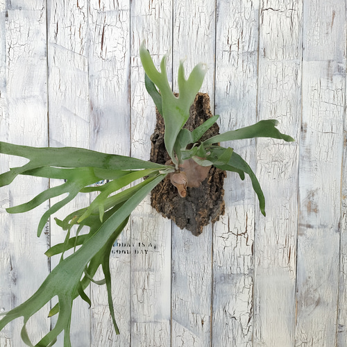 ビカクシダ ビーチィー コルク壁掛け　観葉植物 ビカクシダ ビーチィー コルク壁掛け 観葉植物 その他インテリア雑貨