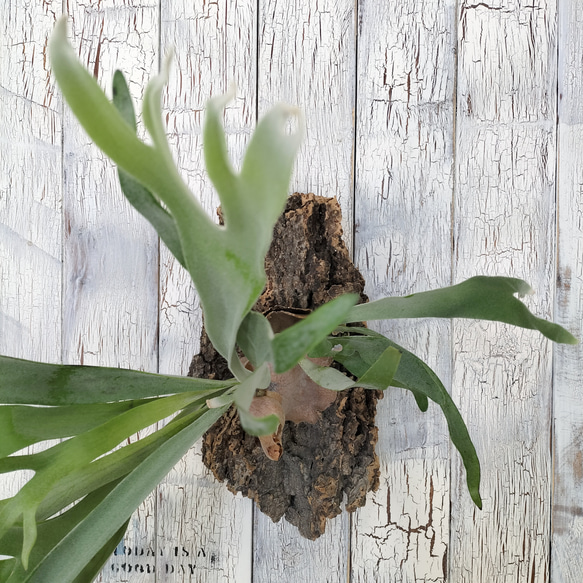 ビカクシダ ビィーチー コルク壁掛け　観葉植物 ビカクシダ TM1340968963(10270円)