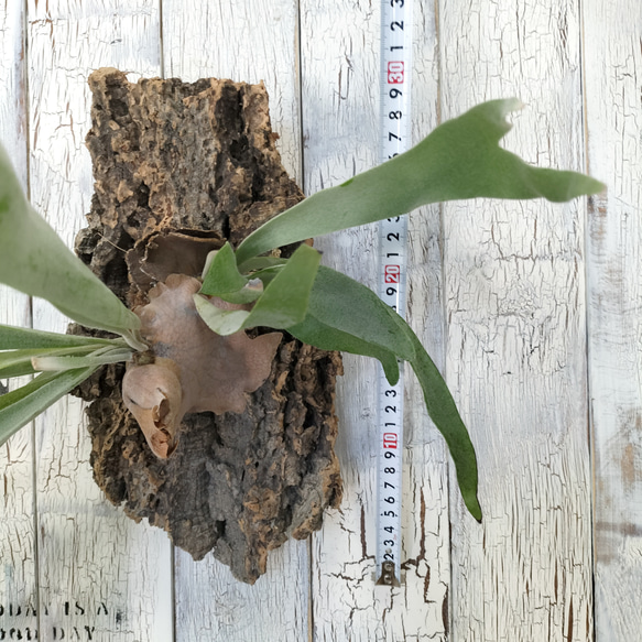 ビカクシダ ビィーチー コルク壁掛け　観葉植物 ビカクシダ TM1340968963(10270円)