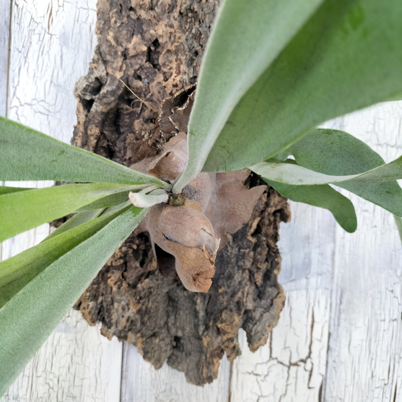 ビカクシダ ビィーチー コルク壁掛け　観葉植物 ビカクシダ TM1340968963(10270円)