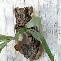 ビカクシダ ビィーチー コルク壁掛け　観葉植物 5枚目の画像
